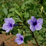 Propiedades de la raíz de ruellia tuberosa