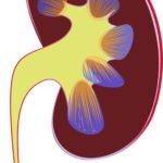 Deficiencia renal