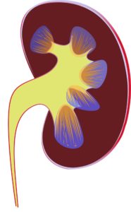 deficiencia renal