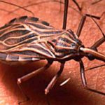 Síntomas y tratamientos del mal de chagas