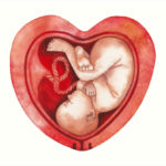 Cardiología fetal