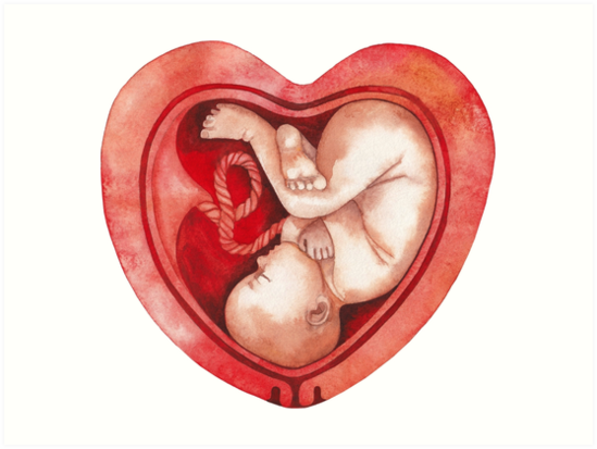 Cardiología fetal