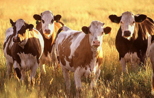 Campo bajo asedio