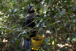 Venezuelan Migrants Providing Crucial Labor in South America - John Otis